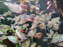 水医生硝化细菌鱼缸水族箱稳除氯气清澈剂净水分解粪便消化用品 鱼缸净水剂1000ml 实拍图