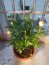 瑞典女王月季夏季耐晒灌木月季带花苞四季开花玫瑰大苗阳台庭院 卡罗拉原盆原土发货大苗40cm左右 实拍图