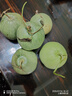 京氿生绿宝甜瓜当季头茬脆甜香瓜时令孕妇水果绿宝石小蜜瓜整箱源头直发 【尝鲜自吃】3斤装(约5-9个) 实拍图