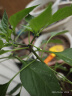 太太乐（TAITAILE）电动晾衣架隐形超薄阳台晒衣架双杆隐藏式升降智能伸缩晾晒衣杆 无线遥控+双电机+大屏照明 实拍图