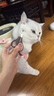 多格漫日本NS猫咪狗狗指甲剪 宠物用品大小号指甲钳指甲刀 ns系列猫用指甲剪（咖啡色） 实拍图