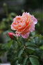 腾龙（Tamron）F072S 90mm F2.8 Di III MACRO VXD定焦微距镜头 人像昆虫花草口腔 全画幅微单镜头(索尼全幅E口) 实拍图