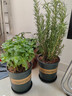 迷迭香苗盆栽可食用驱蚊植物香草薄荷苗绿植物室内煎牛排水培花卉 薄荷+迷迭香（加仑盆*2）大盆苗约20cm高 实拍图