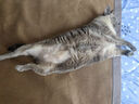 比瑞吉猫粮草本系列 泌尿健康功能粮 全价全期幼猫成猫粮2kg*3包 实拍图