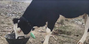 石佳康牧兽用牛羊驱虫药孕畜可用双清全驱净除体内外多种寄生虫专用全虫清 1袋牛羊全虫清 实拍图