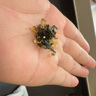 不二宝贝DHA鳕鱼肉松海苔碎拌饭36g【尝鲜装】儿童零食无添加蔗糖宝宝辅食 实拍图