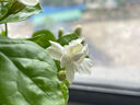 开时果 茉莉花盆栽浓香型 桌面绿植物阳台花卉树苗盆景摆件源头直发包邮 精品茉莉花5-10株【加仑盆】 晒单实拍图