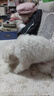 普安特宠物狗狗驱虫药犬驱虫体内外一体跳蚤犬虱非泼罗尼爱滴克 实拍图