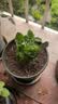 花翁沙漠玫瑰盆栽花卉绿植老桩室内阳台盆景源头直发 小苗(颜色随机) 实拍图