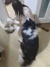 皇家狗粮 成犬狗粮 犬粮 宠物 中型犬 M25 全价犬粮 ≥12月 4KG*4 实拍图