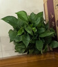 双盟绿萝盆栽除甲醛花卉绿植办公室新房净化空气180早安盆4盆源头直发 实拍图