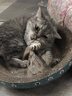 皇家成猫 室内长毛猫 ILH35 通用粮 1-7岁 4.5KG 实拍图