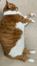 愛肯拿（ACANA）猫粮 牧场盛宴成猫幼猫粮 高蛋白无谷进口鸡肉粮5.4kg 效期26/4 实拍图