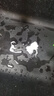 水卫士（水卫仕）浴室清洁剂500g*3瓶卫生间厕所玻璃水瓷砖地板清洗剂 实拍图