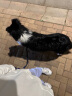 麦富迪狗粮藻趣儿15kg 成犬中大型小型犬通用牛肉螺旋藻 金毛泰迪柯基 实拍图