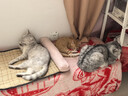 獒少保【带挂碗+垫板】宠物航空箱大号狗猫托运箱猫咪狗狗航空箱运输箱 一号 建议12斤以内 实拍图