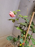 飞沭月季花苗爬藤蔷薇月季花树阳台盆栽花卉庭院爬墙植物四季开花 龙沙宝石 中大苗【1.2-1.4米高】 实拍图