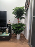 爱优尚幸福树盆栽客厅室内大型绿植办公室乔迁新家绿宝净化空气源头直发 实拍图