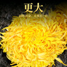 贡苑菊花茶30大朵安徽黄山金丝皇菊特一杯一朵独立包装级贡胎菊金银花 实拍图