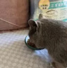 麦富迪猫粮 藻趣儿10kg 成猫（三文鱼螺旋藻） 实拍图