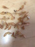 福东海 天麻片100克【干净大片】 云南昭通切片泡茶泡酒煲汤滋补养生茶 实拍图