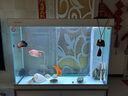 森森（SUNSUN）鱼缸水族箱客厅免换水风水家用金鱼缸 1米长 34.6cm宽 时尚底滤(黑白灰可选) 实拍图