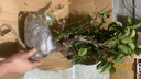 红梅盆景老桩盆栽原生梅花植物盆栽室内绿植耐寒浓香型乌梅不含盆 红梅10年盆景（今年冬天开花） 实拍图