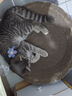 疯狂的主人 猫抓板窝特大号猫玩具猫爪板猫抓盆不掉屑猫窝碗形圆形瓦楞纸 实拍图