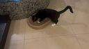 喵丽丝剑麻猫抓板猫窝一体耐磨不掉屑猫咪玩具猫爪板耐抓四季通用抓盆 【冲量款】椭圆剑麻布贈猫薄荷 实拍图