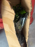 御春阁小叶紫檀树苗黑骨茶室内阳台盆栽花卉绿植耐寒四季常青微景观桩形 中号4根25厘米高左右 实拍图