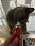 USPET猫咪专用化毛膏幼猫成猫化毛排毛调理肠胃免疫力补充营养1支*120g 实拍图