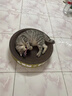 疯狂的主人 猫抓板窝特大号猫玩具猫爪板猫抓盆不掉屑猫窝碗形圆形瓦楞纸 实拍图