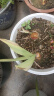 御春阁郁金香种球水培土培室内花卉绿植花卉盆栽植物花卉郁金香种球种子 大红郁金香5个 实拍图