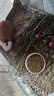 牛宠全价蓝莓提摩西荷兰猪粮食豚鼠饲料天竺鼠磨牙粮食宠物用品2.2kg 实拍图