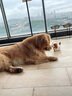 福来恩原研药增效滴剂 犬大3支2.68 ml+犬心保L单粒 实拍图
