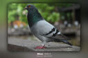 尼康（Nikon）Z5全画幅微单相机 微单套机 （ Z 24-200mm f/4-6.3 VR 微单镜头）Vlog相机 实拍图