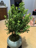 开时果 小叶赤楠盆景摆件 办公室桌面绿植花卉好养盆栽植物源头直发包邮 【热销款】哥窑浸墨盆+苔藓+底座 实拍图