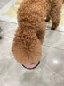 翡冷翠幼犬成犬粮小中大型犬泰迪柯基狗粮鹅肉味唤醒系列A6试吃 200g 实拍图