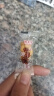 网红小麻花零食独立包装休闲食品小吃解馋宿舍整箱批发 150包【划算款】 混合【紫薯+原味+椒盐+红糖】 实拍图