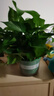 双盟绿萝盆栽除甲醛花卉绿植办公室新房净化空气180加仑2盆装源头直发 实拍图