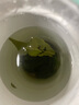 新货大叶苦丁茶新茶小叶苦丁干货无添加余庆青山高山绿水大茶叶罐装 【1罐】小叶苦丁共75g 实拍图