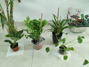 海蒂的花园旗舰店室内盆栽植物龟背竹秋海棠办公室客厅桌面观叶绿植盆栽 铂金钻9cm盆（不含陶盆） 含盆 实拍图