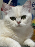素力高（SolidGold）进口高蛋白金装金素鸡长肉营养成猫幼猫全价猫粮3磅/1.36kg 实拍图