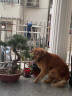 皇家狗粮 成犬狗粮 犬粮 通用犬型 CC 通用粮 ≥12月 8KG 实拍图