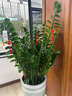 Only you【2小时达】发财树大型盆栽绿植花卉室内客厅办公室开业乔迁送礼 三叉富贵树 实拍图