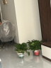 双盟绿萝盆栽除甲醛花卉绿植办公室新房净化空气180加仑4盆装源头直发 实拍图