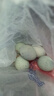 鄱湖鸭舍 无铅工艺松花蛋溏心鄱阳湖松花皮蛋麻鸭古法腌制变蛋厂家批发 6枚*65-75克【推荐】 实拍图