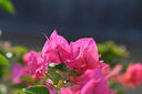 腾龙（Tamron）F072Z 90mm F2.8 Di III MACRO VXD定焦微距镜头 人像昆虫花草口腔 全画幅微单镜头(尼康Z卡口) 实拍图