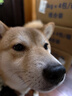 耐吉斯冻干生骨肉犬粮6kg成犬幼犬狗粮鸭肉梨【新旧版随机发货】 实拍图