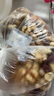 三只松鼠罐装每日坚果500g 干果核桃腰果葡萄干休闲零食 团购送礼 实拍图